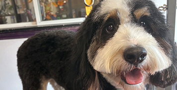 Fear-Free Grooming: What It Actually Means