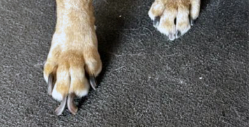 Let’s talk nail trims!