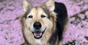 What does “Fear-Free” Grooming mean for Senior and/or differently-abled dogs?